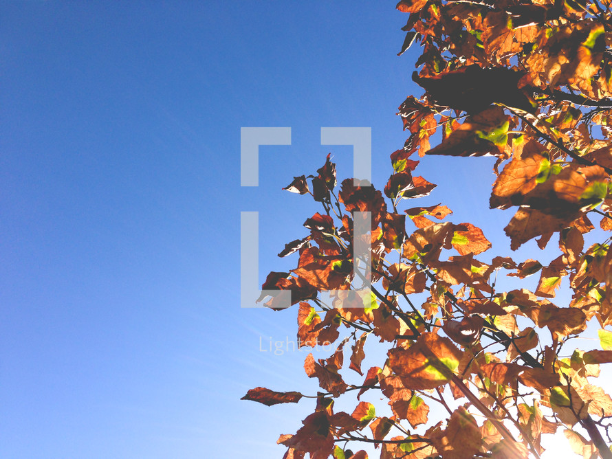 fall leaves and blue sky
