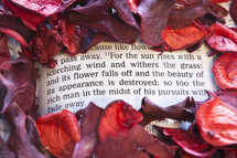 Red flower petals surrounding Bible open to James 1:11.