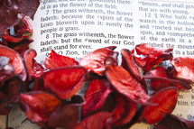 Red flower petals surrounding Bible page open to Isaiah 40:7-8.