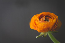 orange flower against a black background 