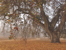 a tree with hanging branches and fog 