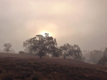 fog over a trees on a hill 