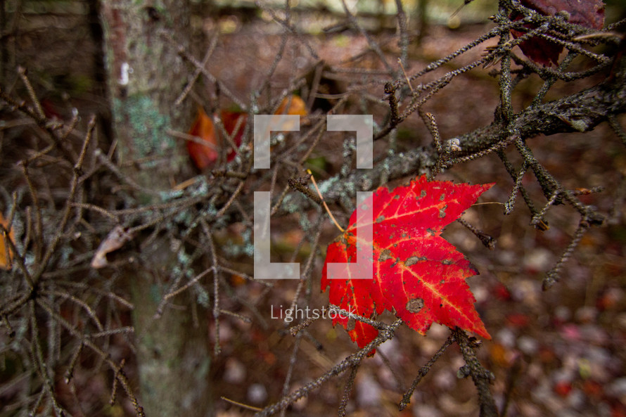 single red fall maple leaf left on a tree branch