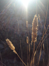 sunlight on wheat grains 