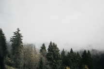fog over a pine forest 