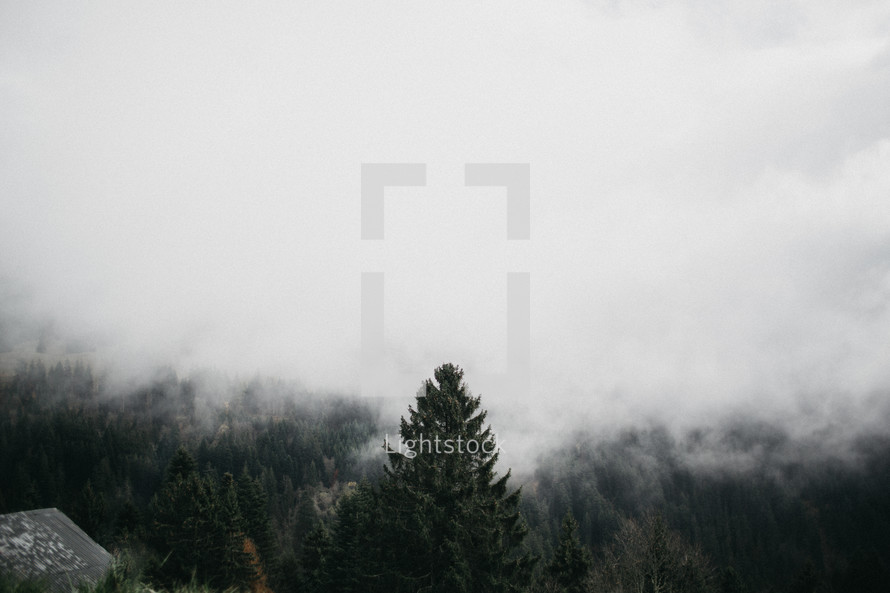 fog over a pine forest 