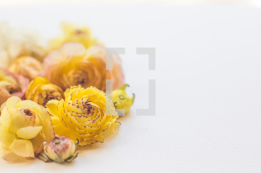 yellow flowers on a white background 