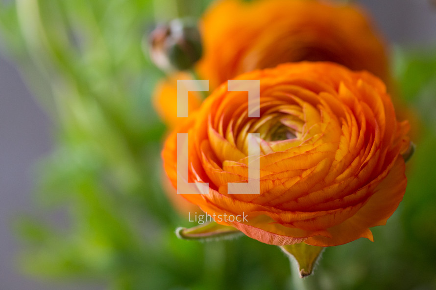bouquet of orange flowers 