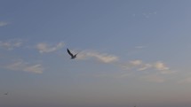 soaring seagull over a bay