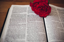 A red rose on the pages of a Bible. 