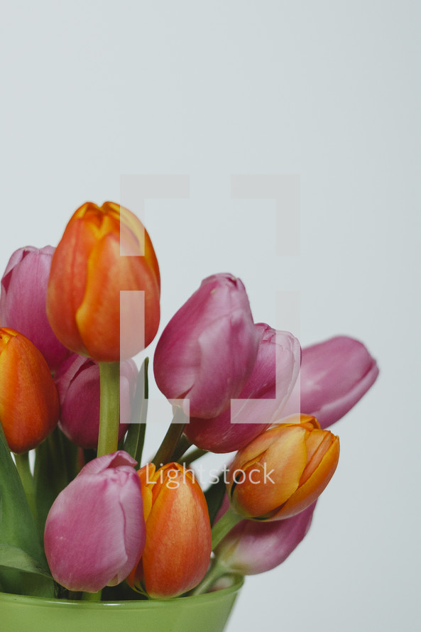 colorful spring tulips in a vase 