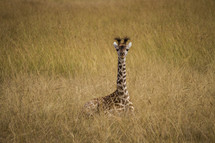 young giraffe 