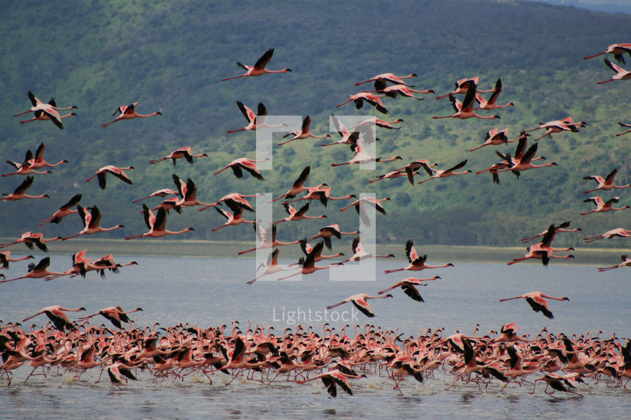 flock of flamingos 