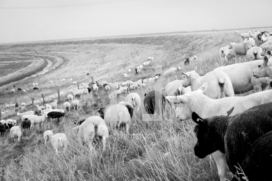 A herd of sheep on a hillside.