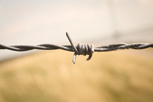 A close-up of a barb on a barbed wire fence.