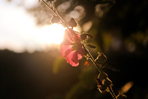 flower under intense sunlight 