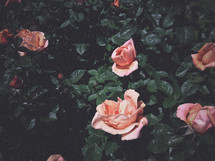 blooming pink roses 