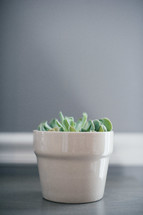 house plant on a gray wood table 