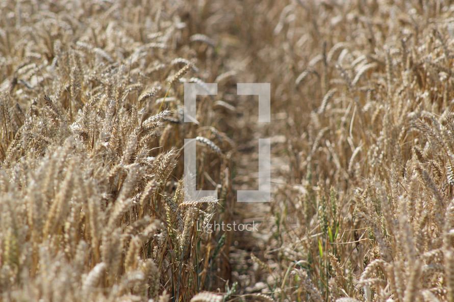 wheat grains ready for harvest 