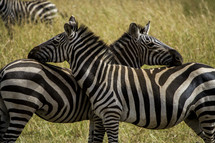 zebra pair 