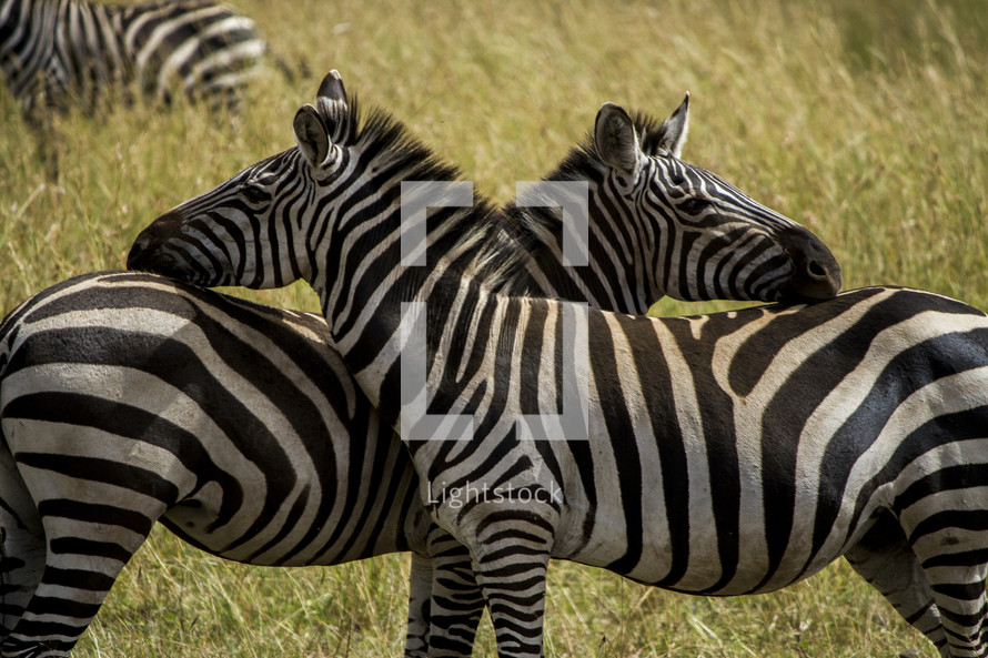 zebra pair 