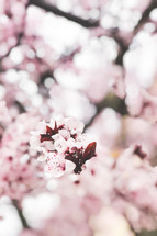 spring blossoms 
