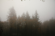 Tall trees in fog.