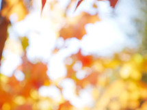 bokeh background and fall leaves