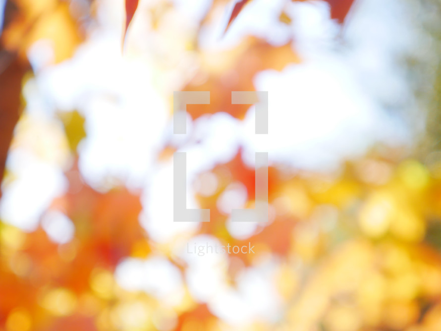bokeh background and fall leaves