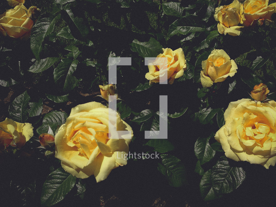 yellow blooming roses 