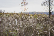 field of tall brown grasses