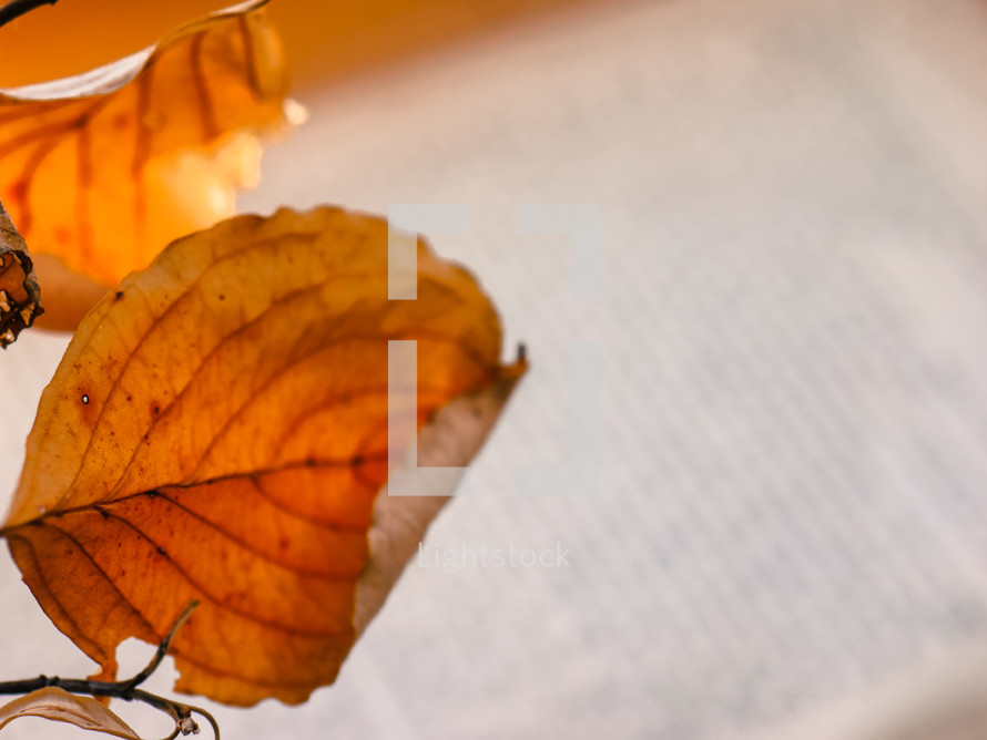 fall leaves on the pages of a book 