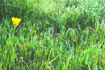 yellow flower in wet grass
