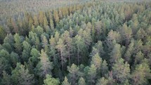 Drone flying over an evergreen forest 