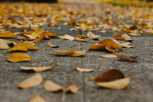 Yellow leaves on a sidewalk.