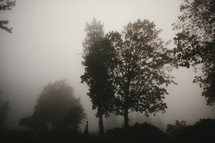Trees on a foggy day.