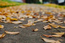 A sidewalk covered in yellow, fall leaves.
