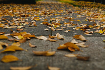 Yellow leaves cover a sidewalk.