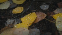 Rain Drops On Yellow Leaves

