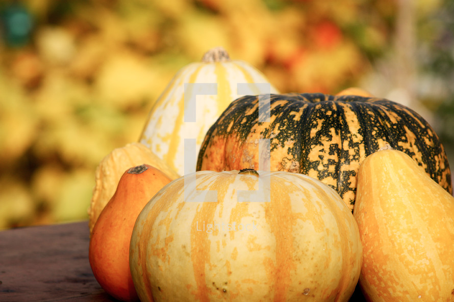 fall gourds 