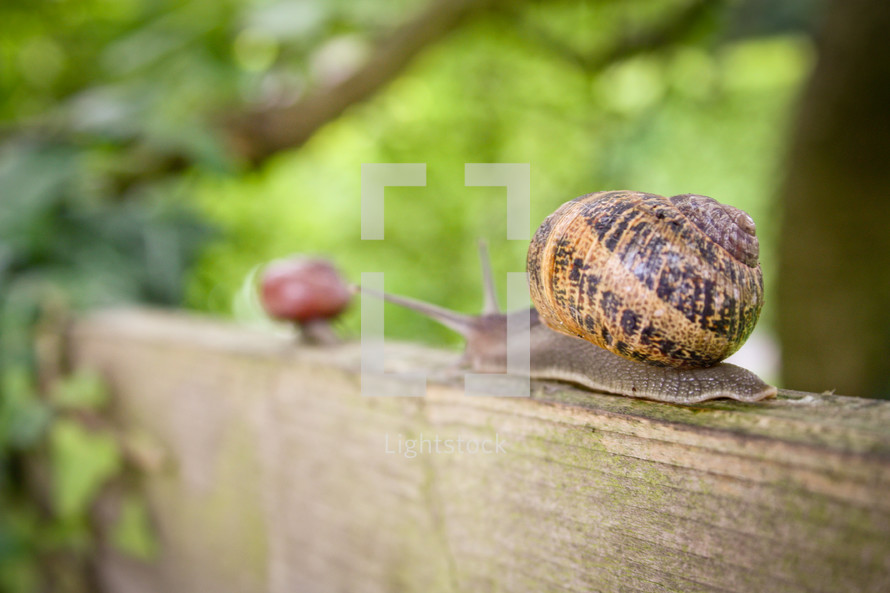 A snail crawls along the top of a wall.