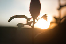 a silhouette of a flower bud 