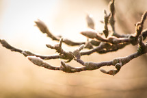frost on tree buds 