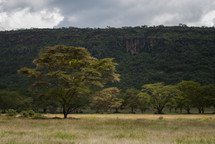 trees in the savanna and cliffs 