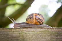 A snail crawls along a board.