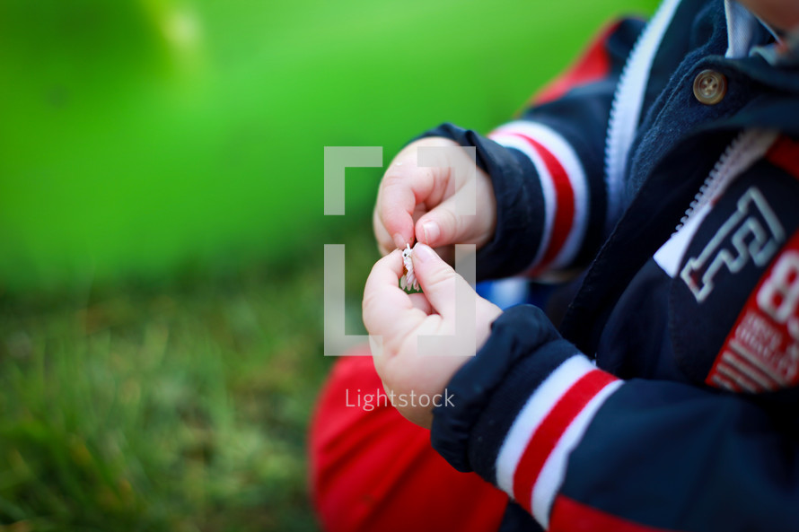 tiny hands of a toddler boy picking flowers 