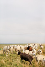 A herd of sheep in a field of grass.