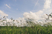 tall green grasses in a field 