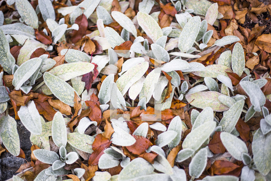 fall leaves in a flower bed 
