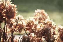 dried flowers outdoors 
